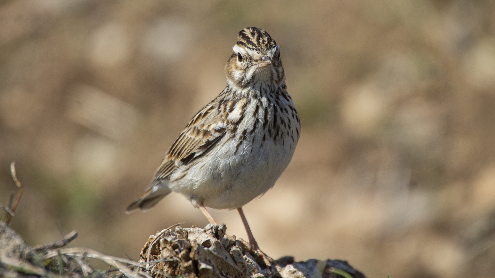 Wood Lark